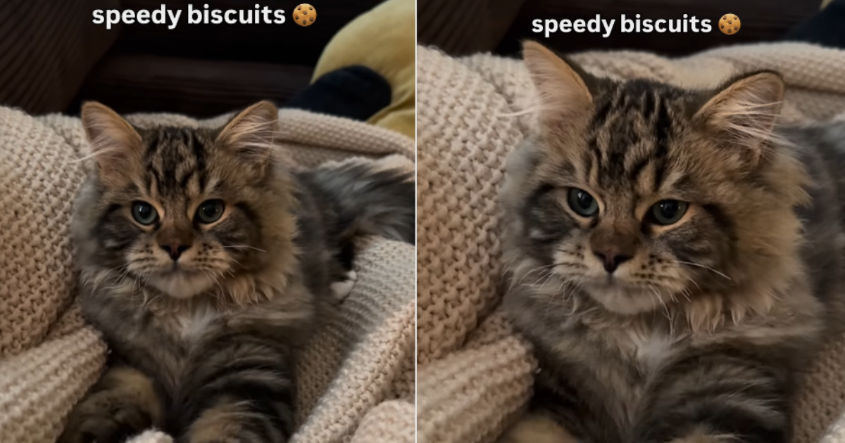 PetWireDaily — Cat Is Busy Making ‘Biscuits’ at Super High Speed