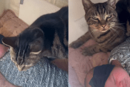 Cat Gently Finds His Way Into Baby’s Cradle & Snuggles Next to Her