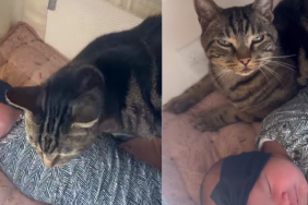Cat Gently Finds His Way Into Baby’s Cradle & Snuggles Next to Her
