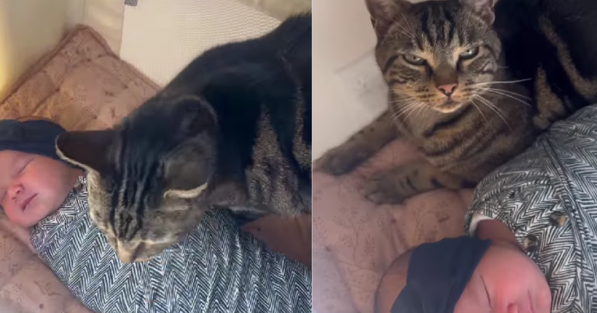 PetWireDaily — Cat Gently Finds His Way Into Baby’s Cradle & Snuggles Next to Her