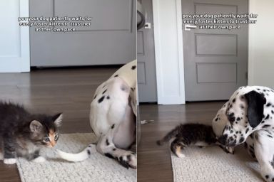 Foster Kitten Learns To Trust ‘Patient’ Big Dog, Slowly Returns Her Love