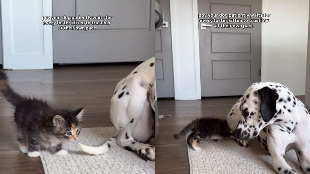 Foster Kitten Learns To Trust ‘Patient’ Big Dog, Slowly Returns Her Love