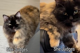Owner Reveals Cat Loves To ‘Judge’ in Most Striking Way