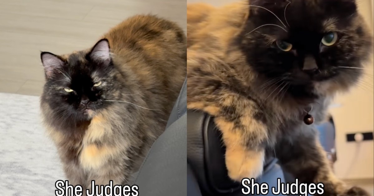 PetWireDaily — Owner Reveals Cat Loves To ‘Judge’ in Most Striking Way