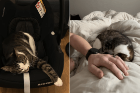 cat video
