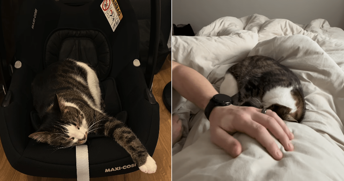 PetWireDaily — Cat Is Pregnant Mom’s Gentle Companion, but Believes Everything Is His