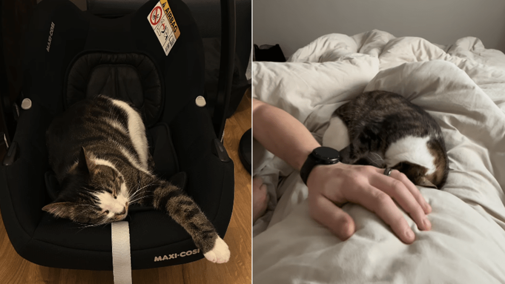 cat video