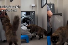 Cat Adorably Wants To Help Owner With Laundry