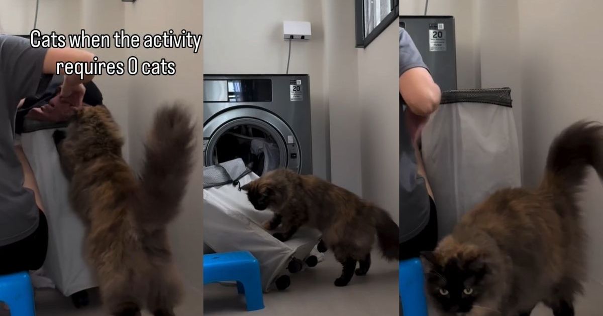 PetWireDaily — Cat Adorably Wants To Help Owner With Laundry
