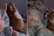 Cat Gets Gentle Pets From Little Girl While They Cuddle & Share Snacks