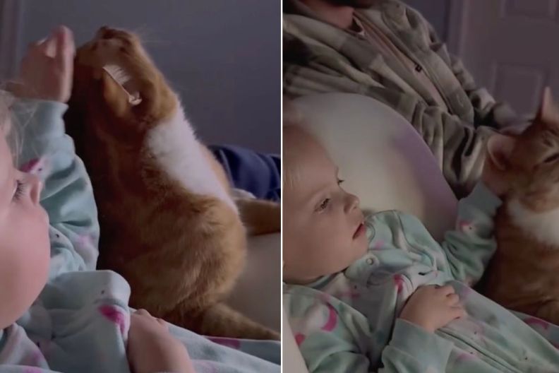 Cat Gets Gentle Pets From Little Girl While They Cuddle & Share Snacks