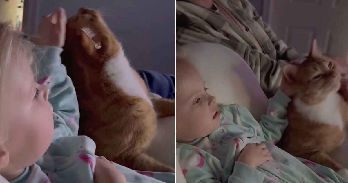 PetWireDaily — Cat Gets Gentle Pets From Little Girl While They Cuddle & Share Snacks