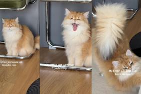 Kitten Still Feels Sleepy After Waking up From Nap