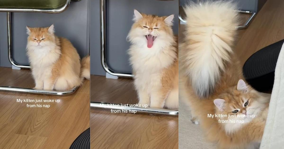 PetWireDaily — Kitten Still Feels Sleepy After Waking up From Nap