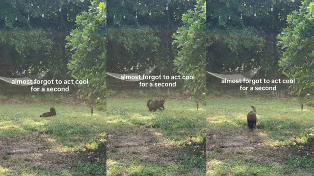Cat Forgetting To 'Act Cool' for a Moment Wins Hearts