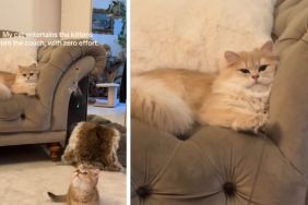 Cat Effortlessly Entertains Kitten From Couch