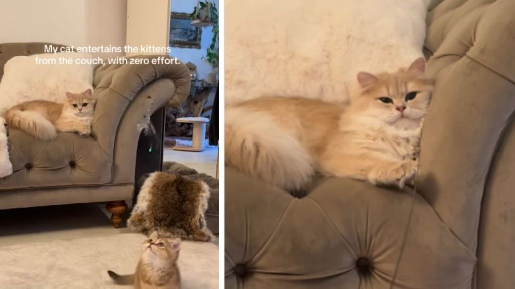 Cat Effortlessly Entertains Kitten From Couch