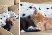 Tiny Rescue Kittens Find Safe Spot With Big Dog as They Cuddle Together