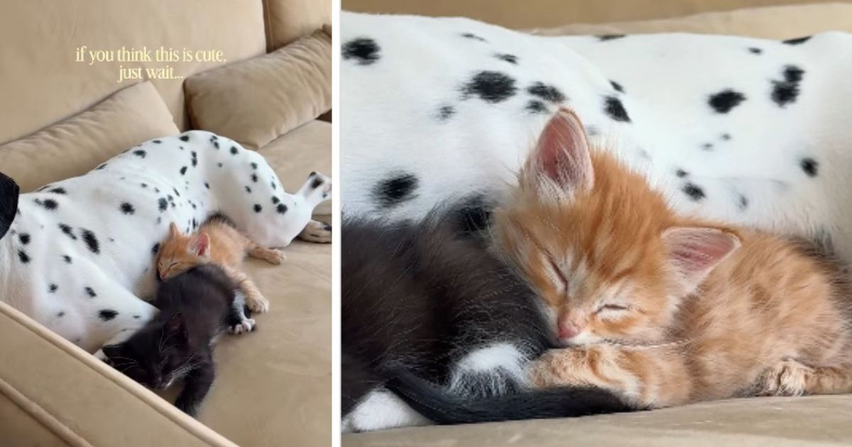PetWireDaily — Tiny Rescue Kittens Find Safe Spot With Big Dog as They Cuddle Together