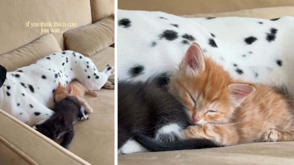 Tiny Rescue Kittens Find Safe Spot With Big Dog as They Cuddle Together