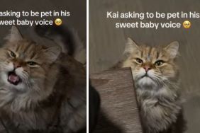 Cat Adorably Asks for Pets in ‘Sweet Baby Voice'