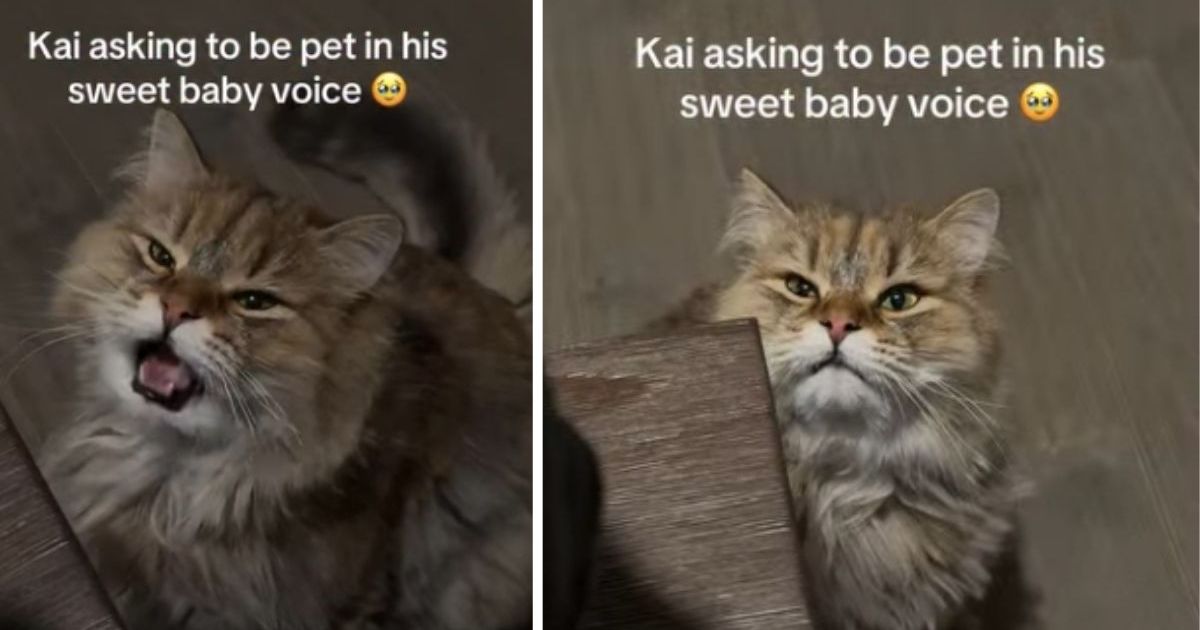 PetWireDaily — Cat Adorably Asks for Pets in ‘Sweet Baby Voice’