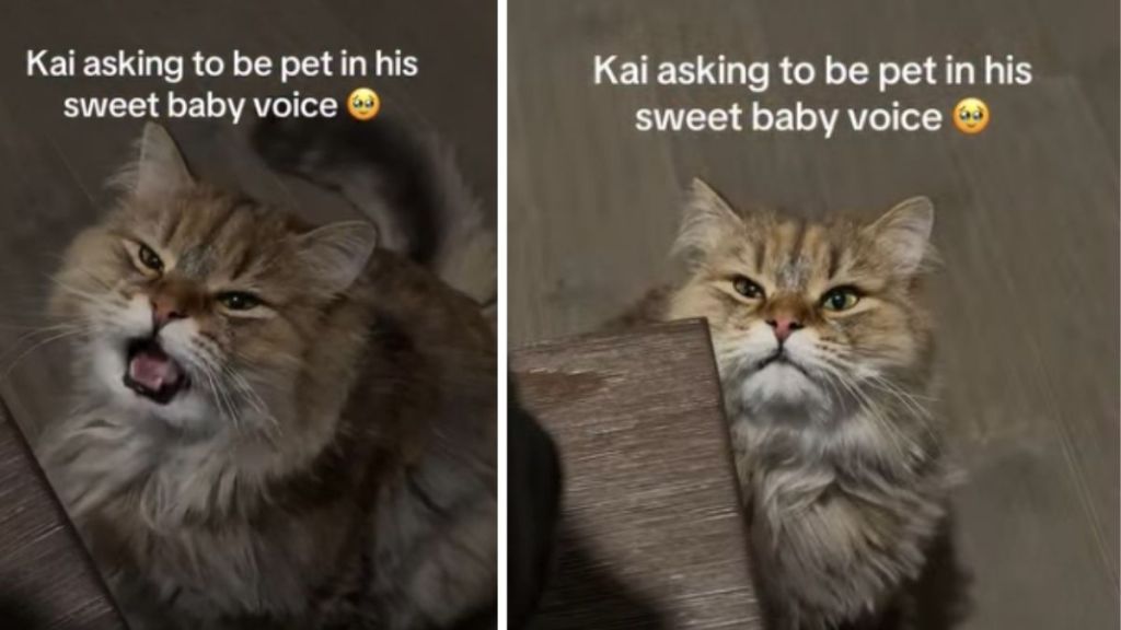 Cat Adorably Asks for Pets in ‘Sweet Baby Voice'