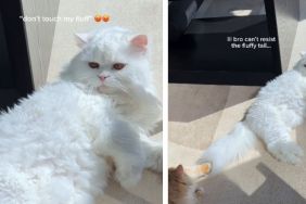 This Cat Can’t Resist His Big Sister’s Fluffy Tail