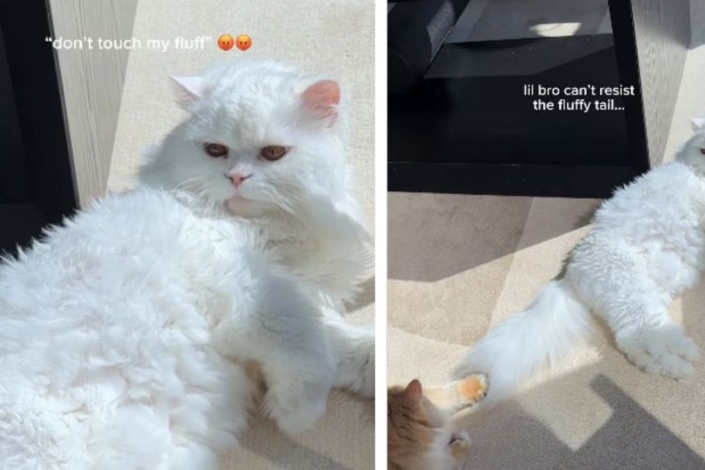 This Cat Can’t Resist His Big Sister’s Fluffy Tail