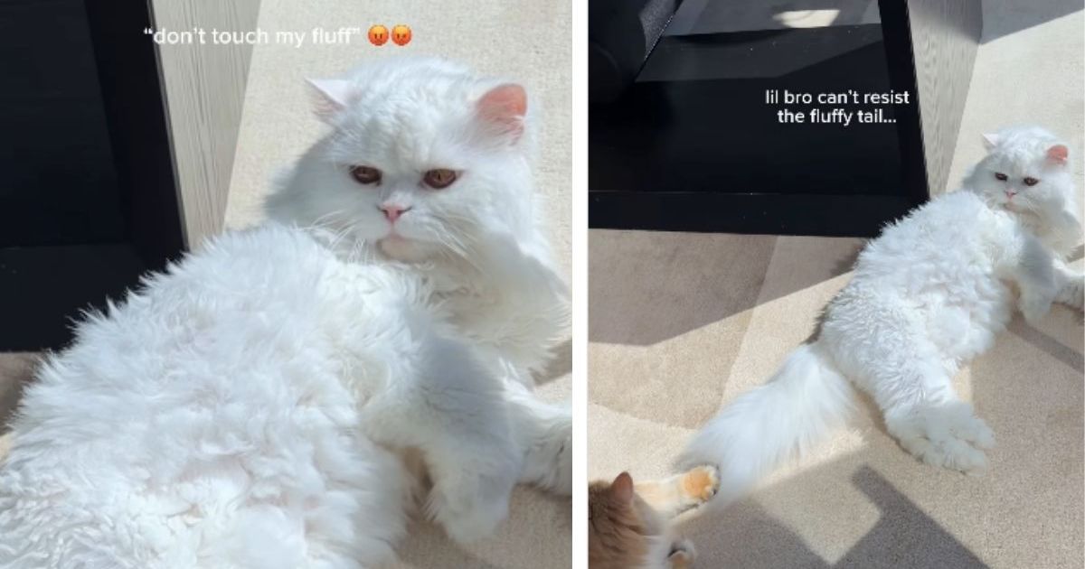 PetWireDaily — This Cat Can’t Resist His Big Sister’s Fluffy Tail