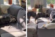 Cat Gives Big Dog Kisses Like She Is Letting Her Know It Is Okay to Cuddle