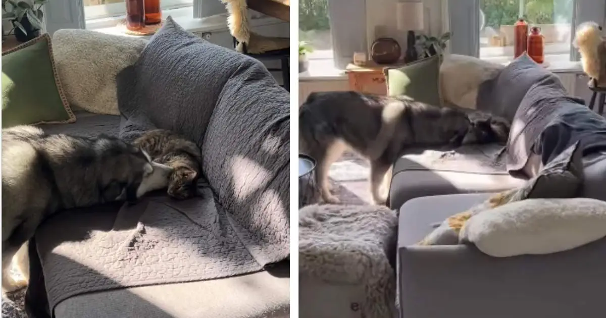 PetWireDaily — Cat Gives Big Dog Kisses Like She Is Letting Her Know It Is Okay to Cuddle