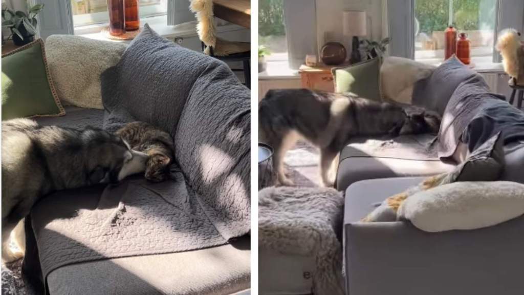 Cat Gives Big Dog Kisses Like She Is Letting Her Know It Is Okay to Cuddle