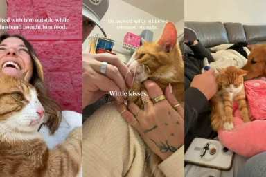 Cat Walks up to a Family on the Street Wanting Love & Isn’t Left Behind