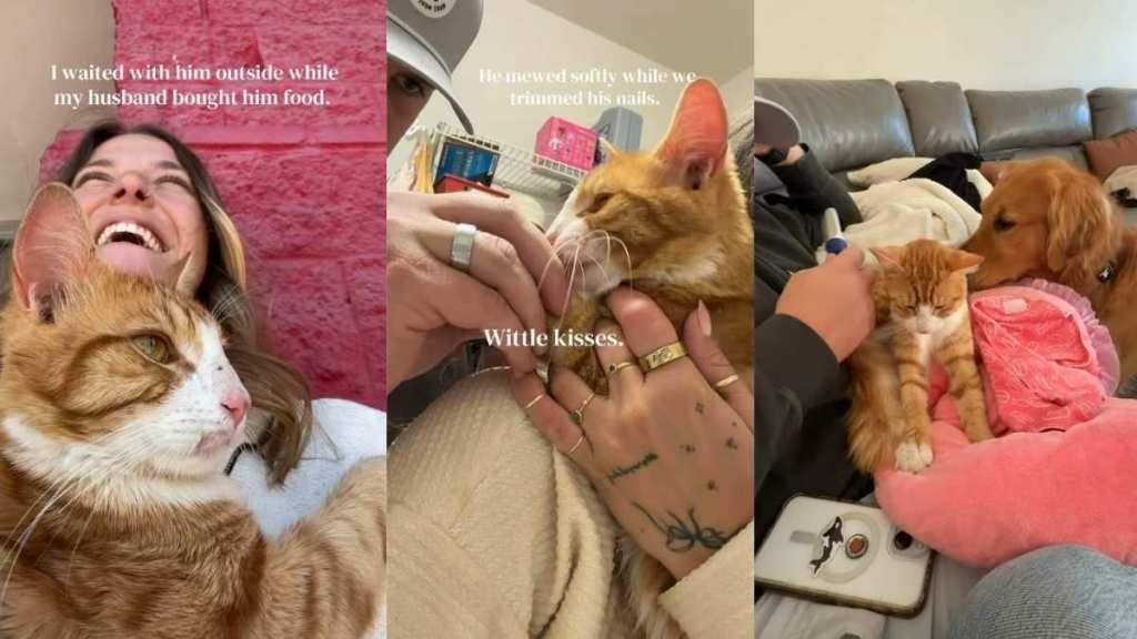 Cat Walks up to a Family on the Street Wanting Love & Isn’t Left Behind
