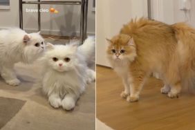 Cats Freeze in Their Tracks After Spotting a Fake Cat at Home