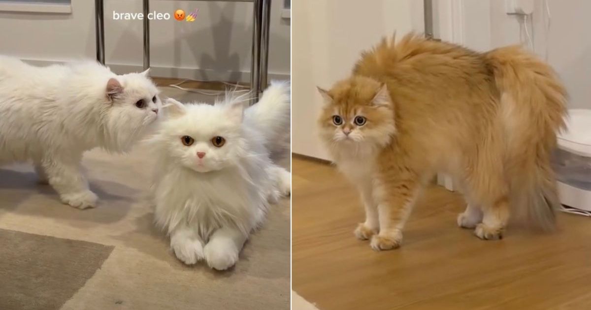 PetWireDaily — Cats Freeze in Their Tracks After Spotting a Fake Cat at Home
