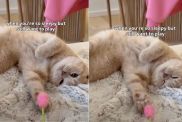Cat Can’t Stop Playing With Flower Toy Despite Feeling Sleepy