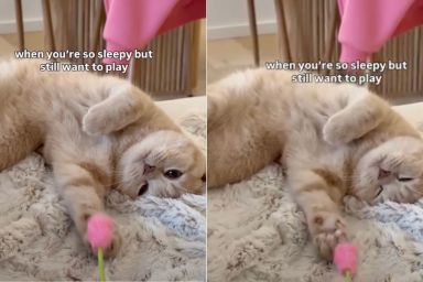 Cat Can’t Stop Playing With Flower Toy Despite Feeling Sleepy