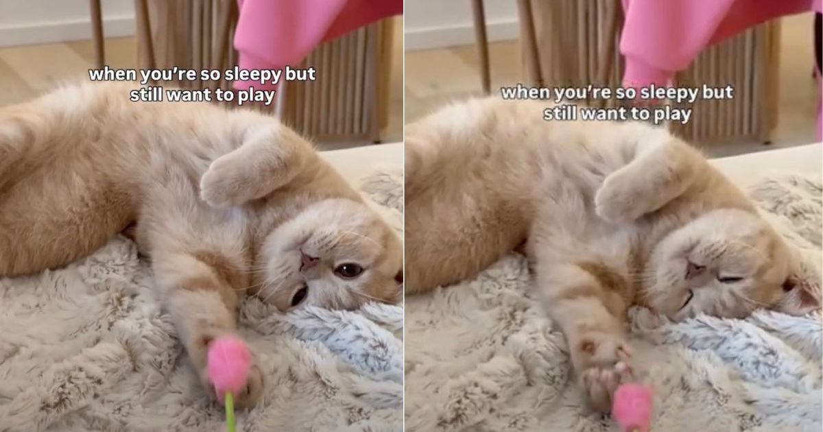 PetWireDaily — Cat Can’t Stop Playing With Flower Toy Despite Feeling Sleepy