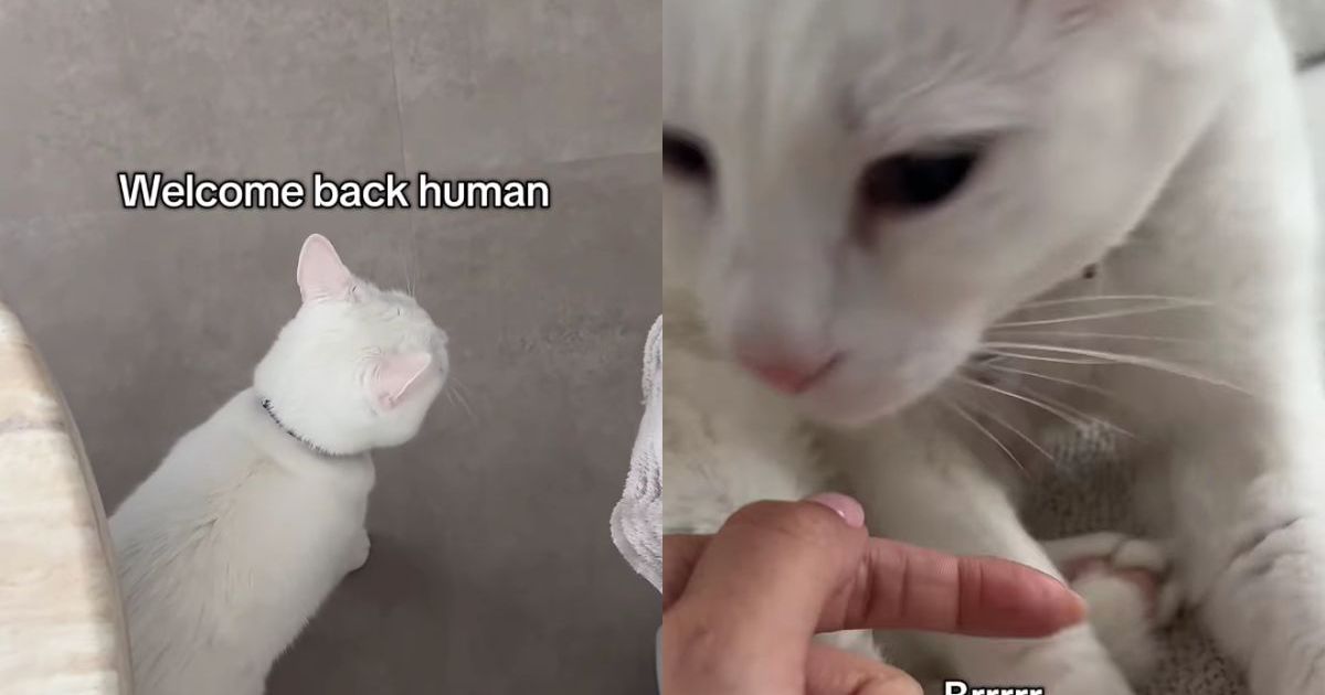 PetWireDaily — Deaf Cat Only Wakes up When She Smells Mom & Immediately Demands Pets