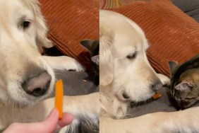 cat Golden Retriever true friends