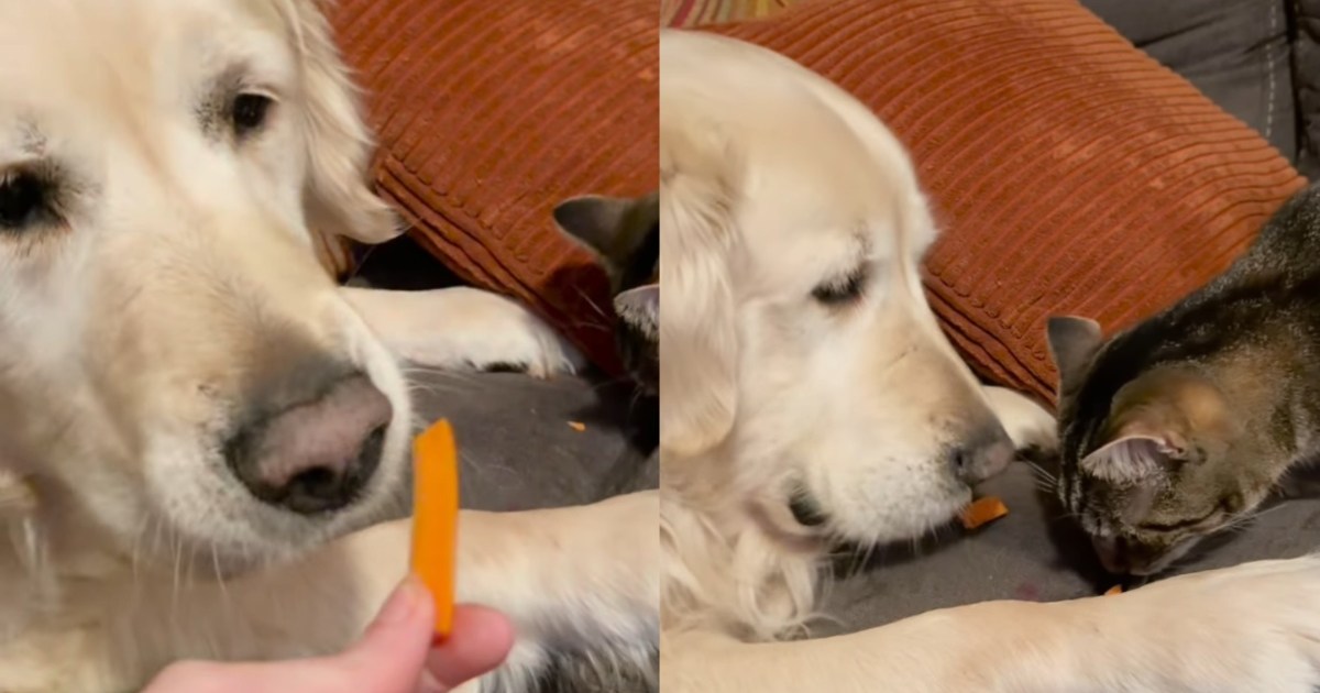 PetWireDaily — Cat Gets a Bite of Golden Retriever’s Carrot, Showing They’re True Friends