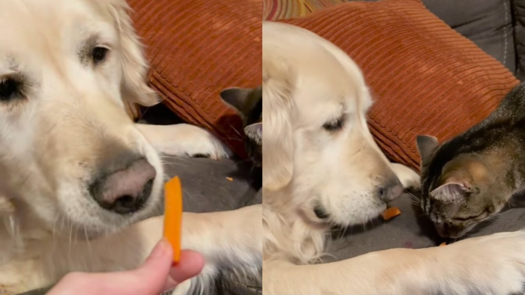 cat Golden Retriever true friends