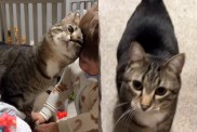 cat little boy