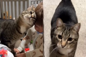 cat little boy