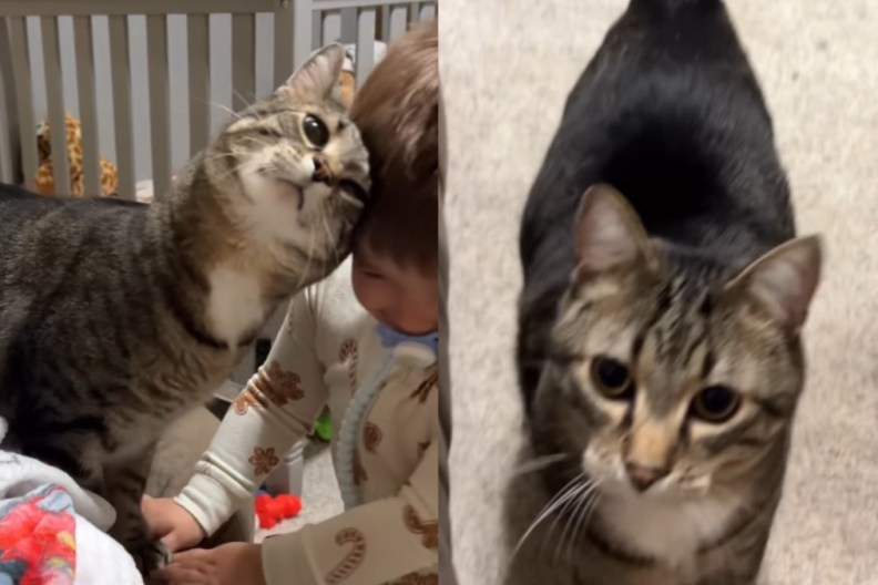 cat little boy
