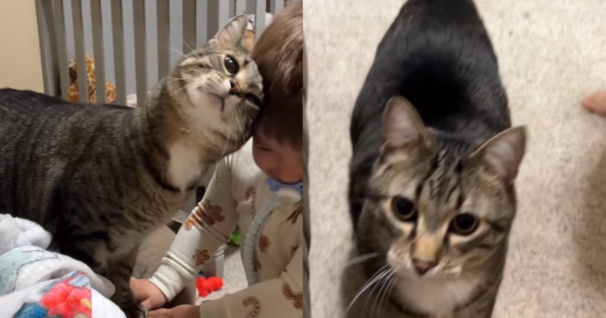 PetWireDaily — Cat Insists on Starting His Day With Little Boy, There’s No Other Way