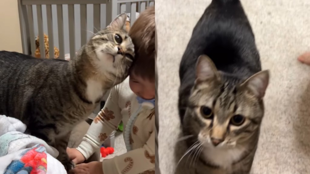 cat little boy