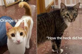 Cat Can’t Believe How Sibling Slips Through Gate Like ‘Liquid'